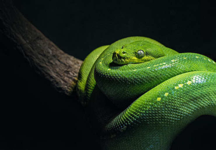 green snake
