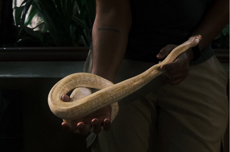 pet