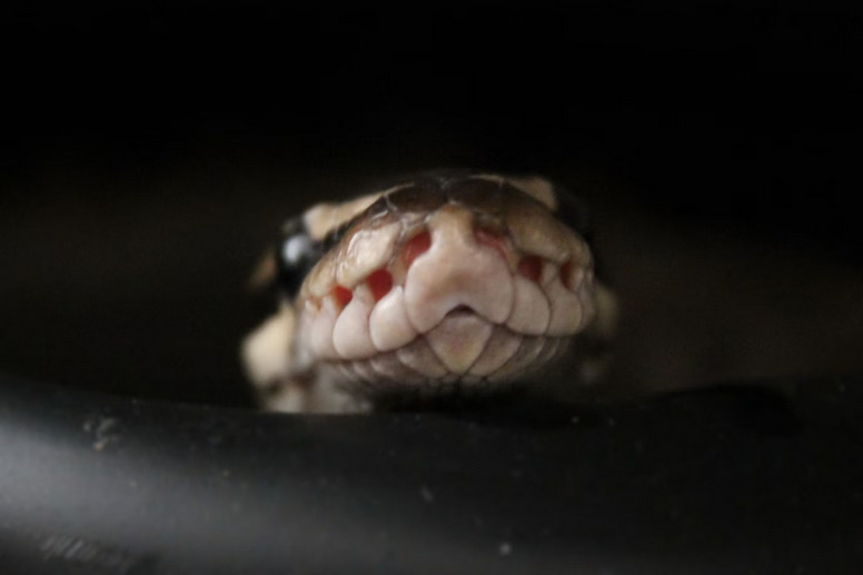 snake
